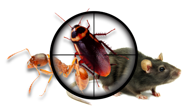 Reasons to Hire a Pest Control Company